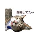 猫ちゃんの生活（個別スタンプ：15）