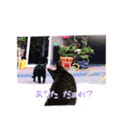 猫ちゃんの生活（個別スタンプ：16）