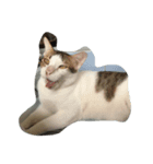 fatcat2（個別スタンプ：1）