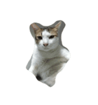 fatcat2（個別スタンプ：2）