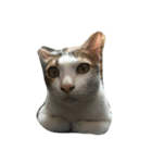 fatcat2（個別スタンプ：4）