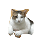fatcat2（個別スタンプ：6）