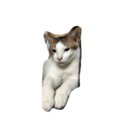 fatcat2（個別スタンプ：7）