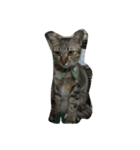 fatcat2（個別スタンプ：8）