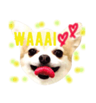 ほのぼの犬 マロン（個別スタンプ：1）