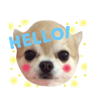 ほのぼの犬 マロン（個別スタンプ：2）