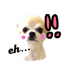 ほのぼの犬 マロン（個別スタンプ：3）