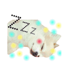 ほのぼの犬 マロン（個別スタンプ：4）
