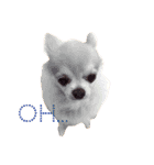 ほのぼの犬 マロン（個別スタンプ：5）