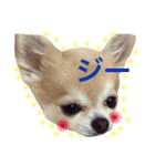 ほのぼの犬 マロン（個別スタンプ：6）