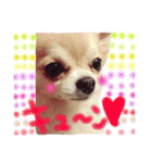ほのぼの犬 マロン（個別スタンプ：8）