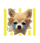 ほのぼの犬 マロン（個別スタンプ：10）