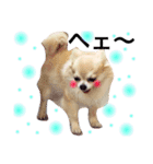 ほのぼの犬 マロン（個別スタンプ：12）