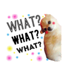 ほのぼの犬 マロン（個別スタンプ：15）