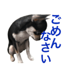 うにのスタンプ vol.1（個別スタンプ：7）