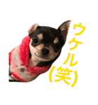 うにのスタンプ vol.1（個別スタンプ：11）