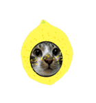 meowの農場（個別スタンプ：12）