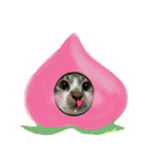 meowの農場（個別スタンプ：13）