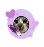 meowの農場（個別スタンプ：19）