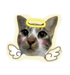 meowの農場（個別スタンプ：26）