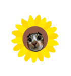 meowの農場（個別スタンプ：30）