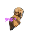 Bad bad dog（個別スタンプ：1）