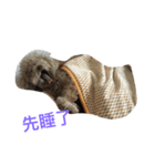 Bad bad dog（個別スタンプ：2）