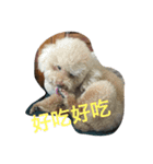 Bad bad dog（個別スタンプ：3）