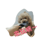 Bad bad dog（個別スタンプ：5）