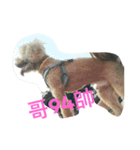 Bad bad dog（個別スタンプ：6）
