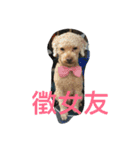 Bad bad dog（個別スタンプ：10）