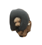 Bad bad dog（個別スタンプ：13）
