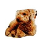 Bad bad dog（個別スタンプ：16）