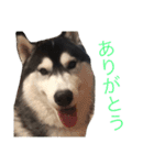 ハスキースタンプです（個別スタンプ：6）