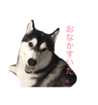 ハスキースタンプです（個別スタンプ：7）