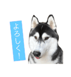 ハスキースタンプです（個別スタンプ：9）