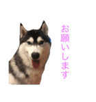 ハスキースタンプです（個別スタンプ：16）