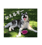 ハスキースタンプです（個別スタンプ：21）