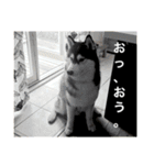 ハスキースタンプです（個別スタンプ：23）