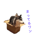 ハスキースタンプです（個別スタンプ：27）