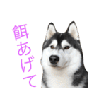 ハスキースタンプです（個別スタンプ：31）