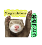 I LOVE FERRET 8 フェレット（個別スタンプ：1）