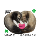 I LOVE FERRET 8 フェレット（個別スタンプ：3）