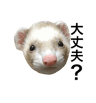 I LOVE FERRET 8 フェレット（個別スタンプ：10）