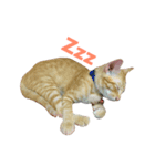 Cats Funny（個別スタンプ：1）