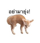 Cats Funny（個別スタンプ：2）