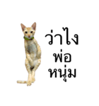 Cats Funny（個別スタンプ：4）