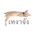 Cats Funny（個別スタンプ：5）