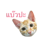 Cats Funny（個別スタンプ：6）