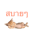 Cats Funny（個別スタンプ：7）
